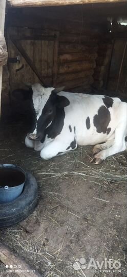 Телка стельная