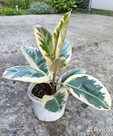 Фикус каучуконосный с пёстрыми листьями