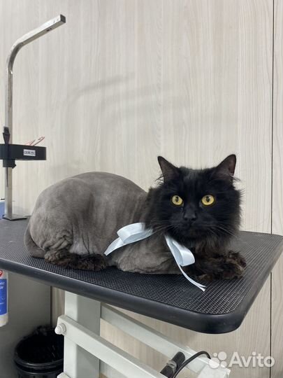 Груминг, модели на стрижку собак