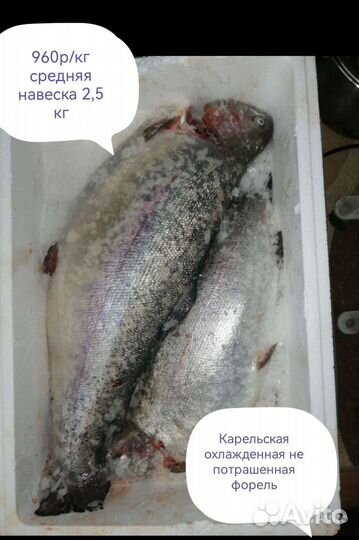 Карельская Форель охлажденная не потрашенная
