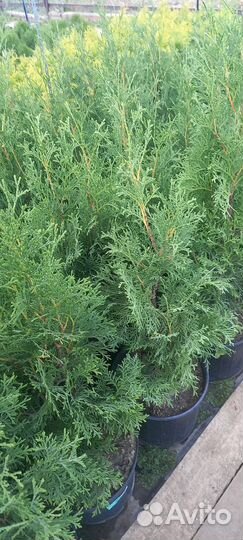 Туя Колумна для живой изгороди
