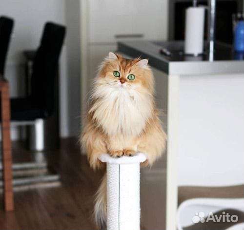 Страйт и фолд золотая шиншилла