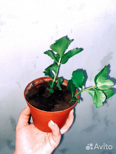 Каланхоэ красное