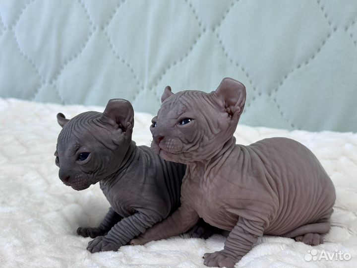 Канадский сфинкс котенок