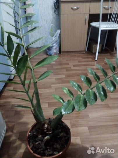 Замиокулькас