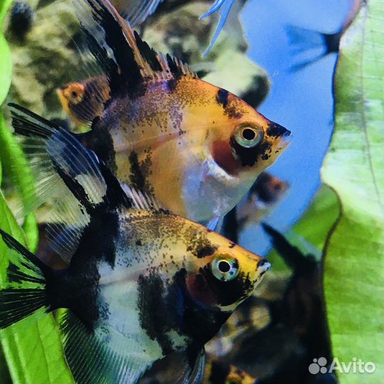 Рыбки аквариумные - шикарный выбор