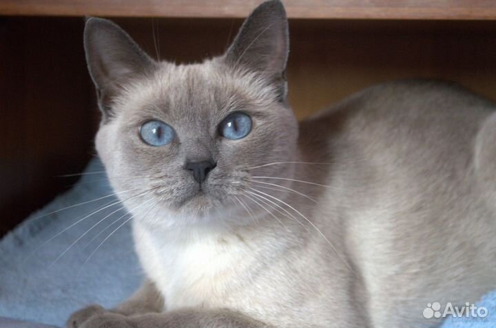 Тайская кошка