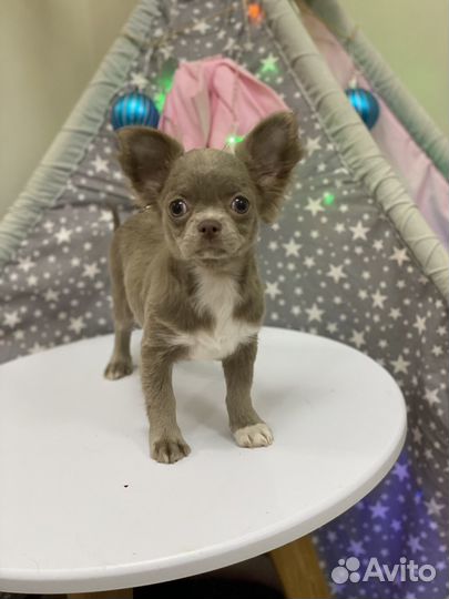 Щенки чихуахуа