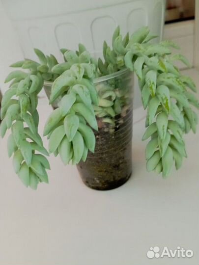 Цветы комнатные