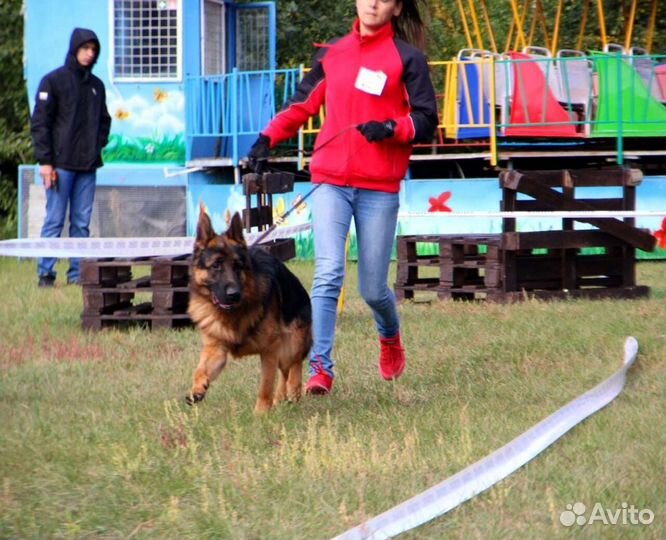 Немецкая овчарка вязка