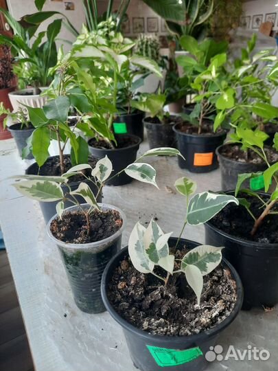 Комнатные цветы