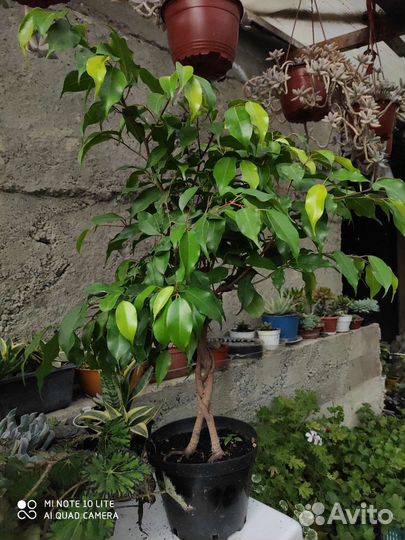 Фикусы шефлеры ройцисус(комнатный виноград)