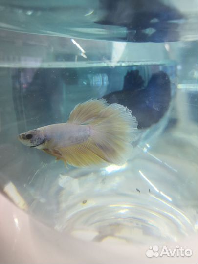 Рыбка петушок