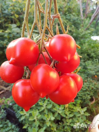 Семена томата Будёновка