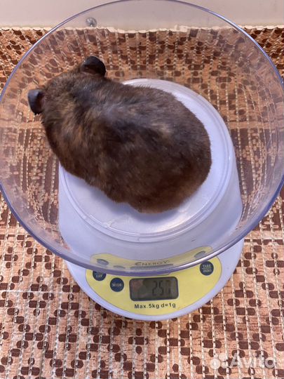 Сирийский хомяк девочка бесплатно