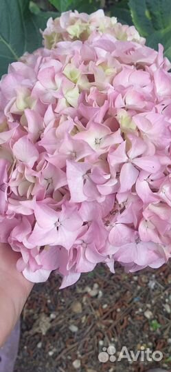 Гортензия крупнолистная