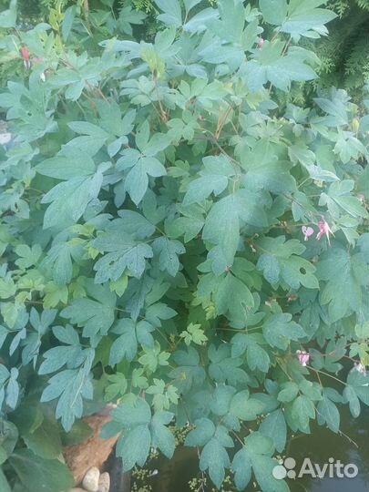 Цветы садовые