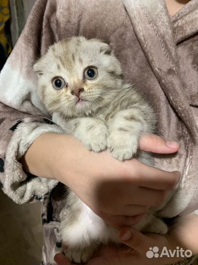 Вислоухая кошечка
