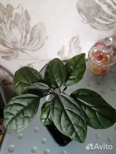 Кленондрон