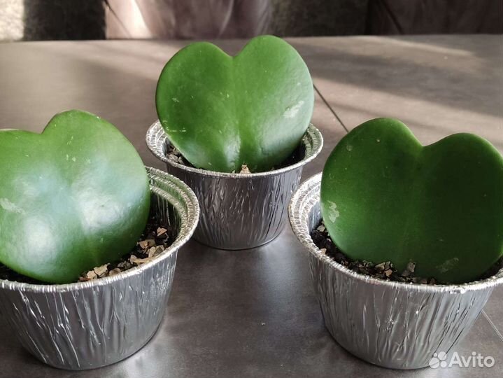 Хойя Керри Валентинка