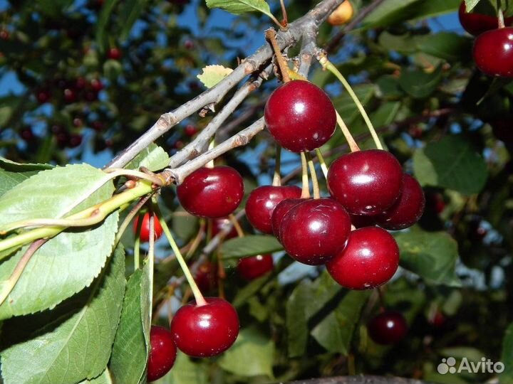 Семена и саженцы вишен. вишни разные