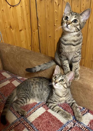 Котята в добрые руки бесплатно