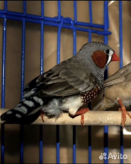 Амадина зебровая самец