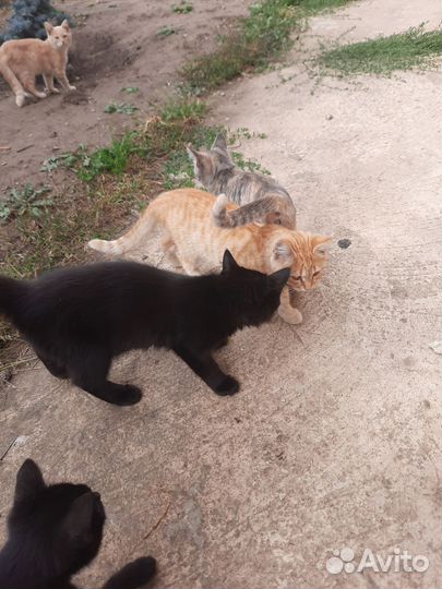 Котята в добрые руки