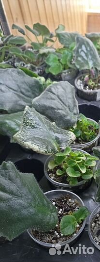 Сортовые фиалки(черенки с детками)