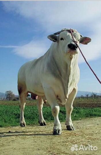 Продажа крс