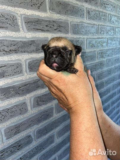 Французский бульдог щенки
