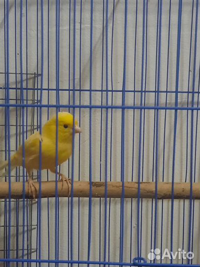 Кенары поющие