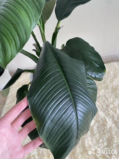 Уход, лечение, пересадка комнантных растений