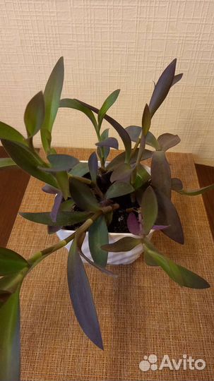 Комнатные растения