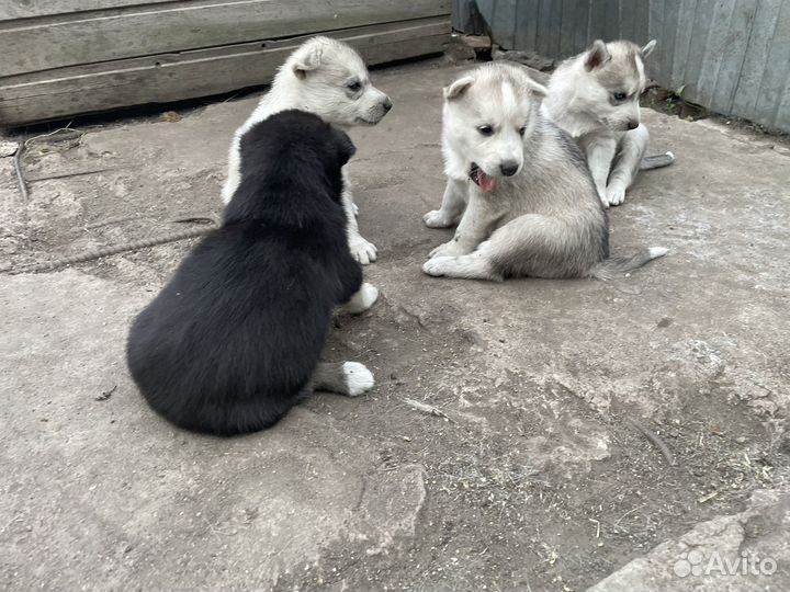 Продам щенков Хаски