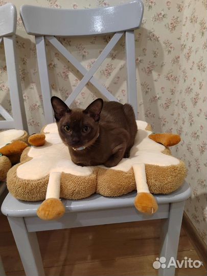 Бурманские котята