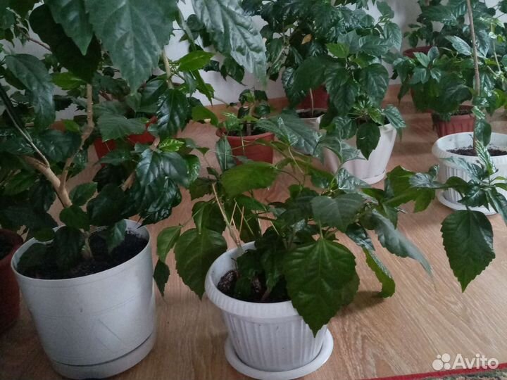 Продам цветы разные