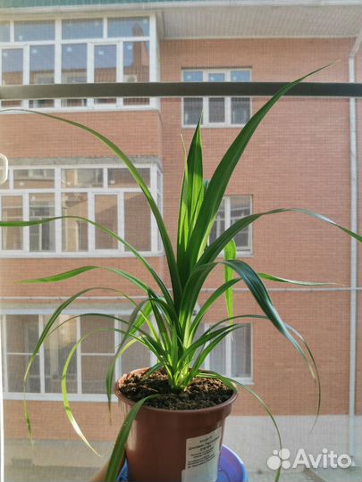 Панданус пальма