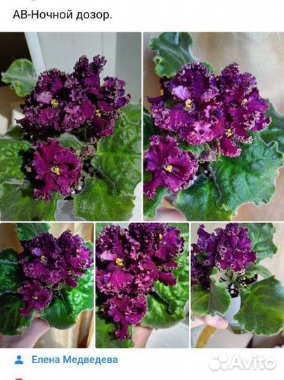 Фиалка ав-Ночной дозор
