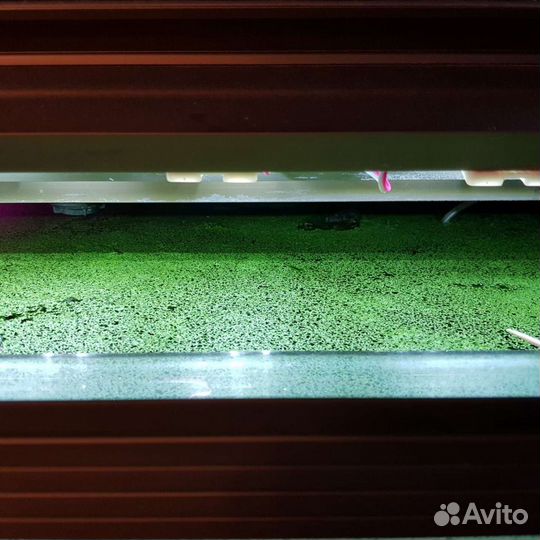 Ряска в аквариум