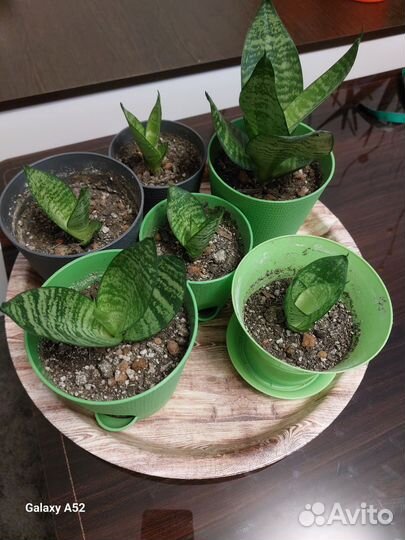 Сансевиерия