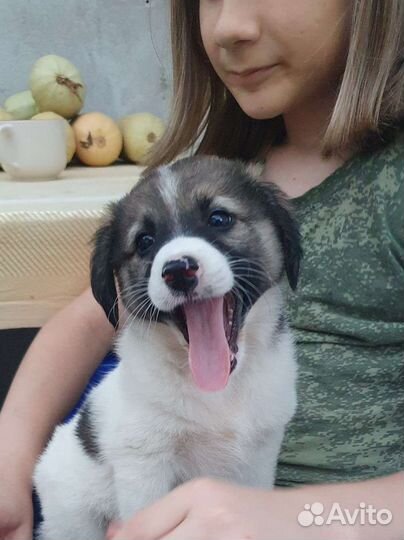 Щенок в добрые руки бесплатно