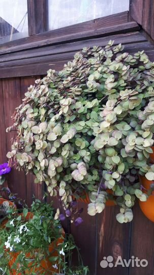 Каллизия голд