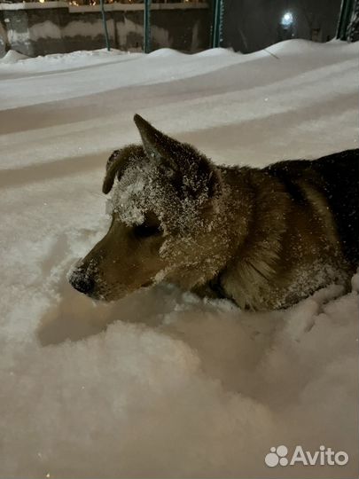Собака в добрые руки