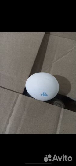 Яйцо куриное оптом