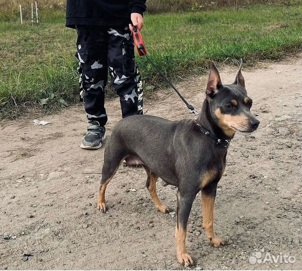 Щенки цвергпинчера