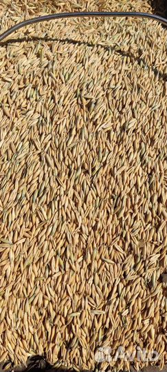 Корма для сельскохозяйственных животных