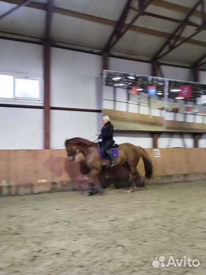 Конный sport занятия, выездка