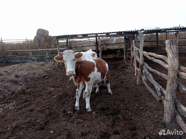 Корова телята и бычки