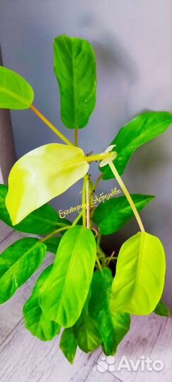 Филодендрон Малай Голд